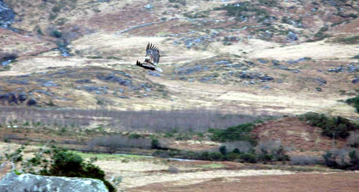 aquila