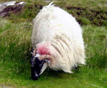 Black Nose Sheep